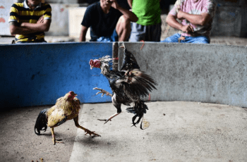 Cách chơi cá cược đá gà giúp người chơi đảm bảo được toàn tiền